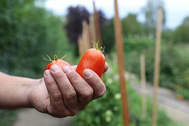 Hand zeigt frisch geerntete Tomaten.